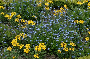 Flowerbed with Forget me not Flowers and Wallflower