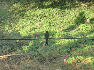 crow on the field