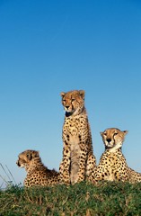 Cheetah, acinonyx jubatus, Masai Mara Park in Kenya