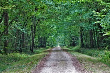 Chemin en foret française