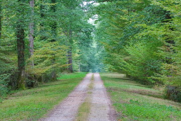 Fototapeta premium Chemin en foret française