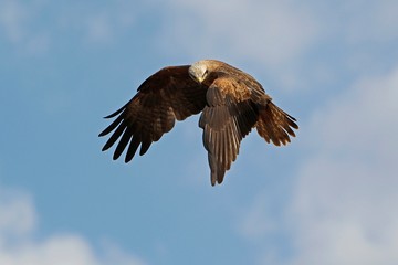 Fototapeta na wymiar Black Kite, milvus migrans, Adult in Flight against Blue Sky
