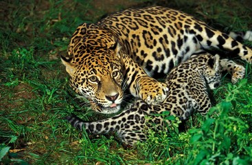 Naklejka na ściany i meble Jaguar, panthera onca, Mother and Cub