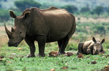 White Rhinoceros, ceratotherium simum, Mother and Calf sleeping, South Africa
