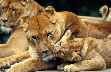 African Lion, panthera leo, Mother and Cub, Masai Mara Park in Kenya - obrazy, fototapety, plakaty
