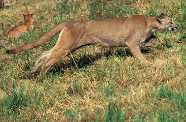 Cougar, puma concolor, Mother and Cub