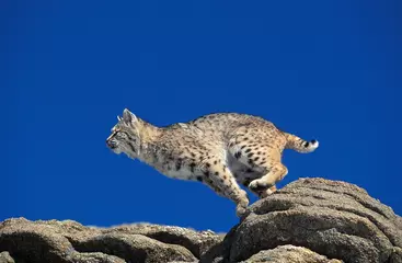 Fototapeten Bobcat, lynx rufus, Adult leaping from Rocks, Canada © slowmotiongli