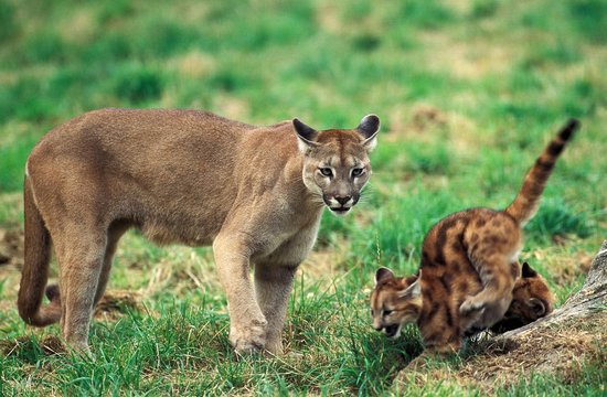 Cougar, puma concolor, Mother and Cub