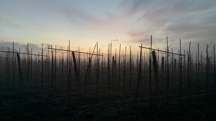 sunrise over the trees in the fog