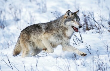 Fototapeta na wymiar North American Grey Wolf, canis lupus occidentalis, Adult running on Snow, Canada
