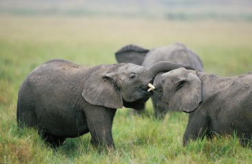 Naklejka na ściany i meble African Elephant, loxodonta africana, Youngs Playing, Masai Mara park in Kenya