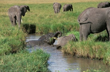 African Elephant, loxodonta africana, Calves having Bath, Masai Mara park in Kenya