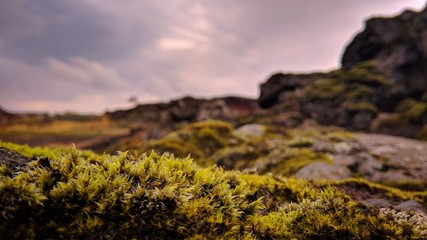 yellowish moss on the rock