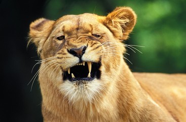 Obraz na płótnie Canvas African Lion, panthera leo, Female with Funny Face, Masai Mara Park in Kenya