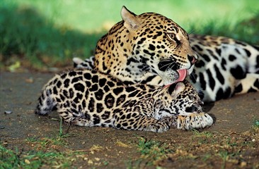 Fototapeta na wymiar Jaguar, panthera onca, Mother Licking Cub