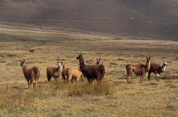 Naklejka na ściany i meble Llama, lama glama, Herd in Pampa, Ecuador