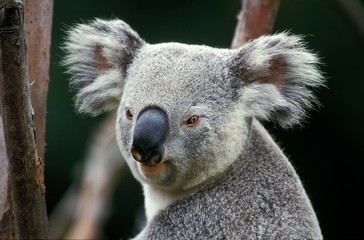 Koala, phascolarctos cinereus, Portrait of Adult