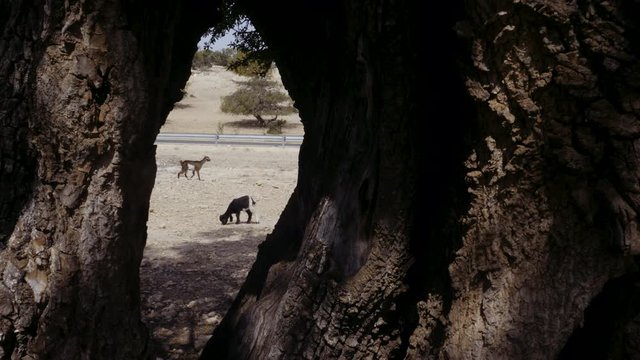 Looking between two Argan tree trunks, a goat walks in slow motion over dry stony farmland in an Argan forest in Essaouira, Morocco.