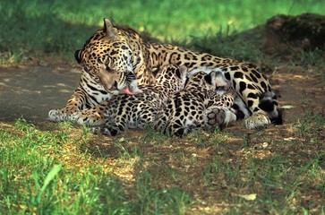 Jaguar, panthera onca, Mother Licking Cub, Cub Suckling