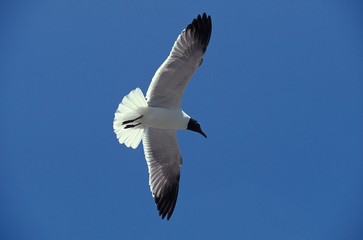 Franklin's Gull, larus pipixcan, Adult in Flight, California