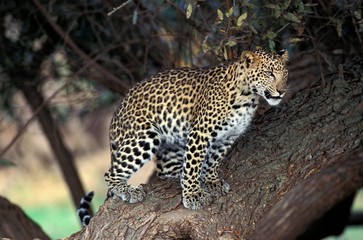 Leopard, panthera pardus, Adult standing in Tree, Namibia