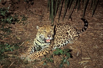 Jaguar, panthera onca