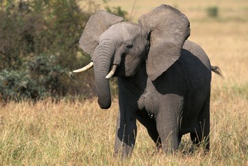Fototapeta na wymiar African Elephant, loxodonta africana, Young, Masai Mara park in Kenya