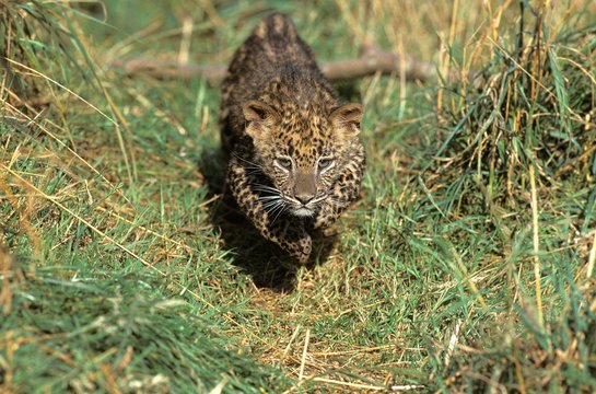 Leopard, panthera pardus, Cub