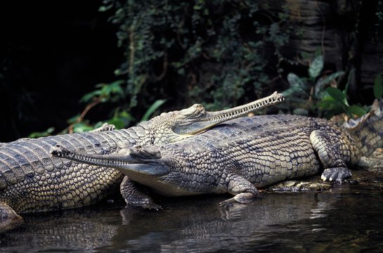 Gavial Or Charial, Gavialis Gangeticus