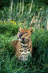 Leopard, panthera pardus