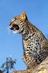 Leopard, panthera pardus, Cub