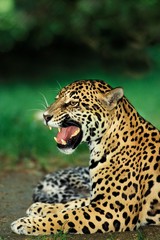 Jaguar, panthera onca, Female snarling