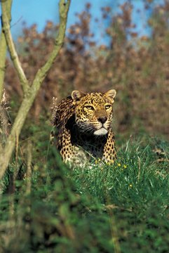 Leopard, panthera pardus