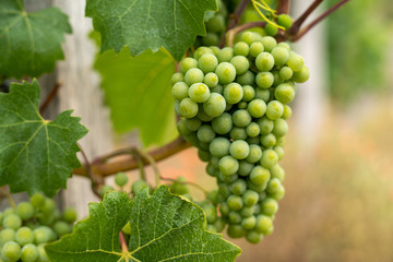 A bunch of grapes in a vineyard