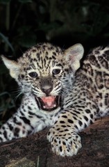 Jaguar, panthera onca, Cub calling for Mother