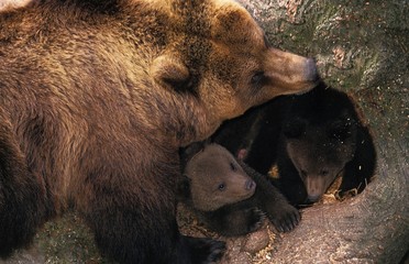 Brown Bear, ursus arctos, Mother and Cub