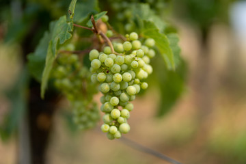 A bunch of grapes in a vineyard