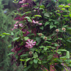Clematis climbing up
