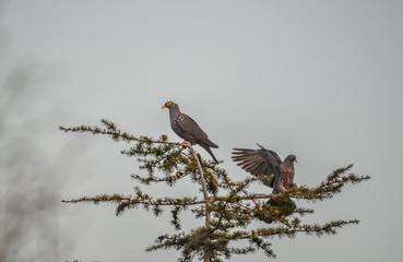 Colorful Rameron or olive pigeon perched on an elderberry tree and feeding , known as Columba arquatrix scientifically