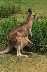 Naklejka na ściany i meble Eastern Grey Kangaroo, macropus giganteus, Mother carrying Joey in its Pouch