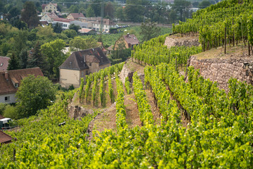 Fototapeta na wymiar the view over a vineyard down the Elbe Valley