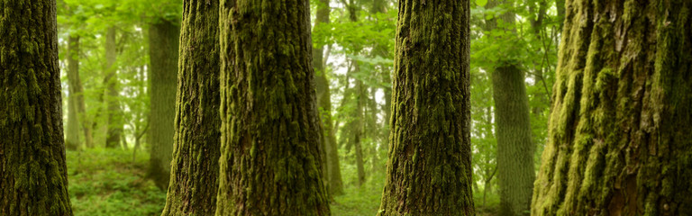 Forest panorama landscape with mossy trees