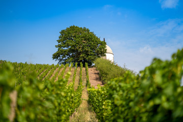 Fototapeta premium a Saxonian vineyard in radebeul