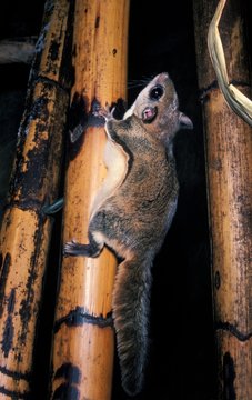 Siberian Flying Squirrel, pteromys volans