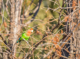 Rosy faced lovebird or Agapornis roseicollis also known as rosy collared or peach faced love bird perched and isolated on a tree