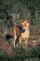 Naklejka na ściany i meble Dingo, canis familiaris dingo, Australia