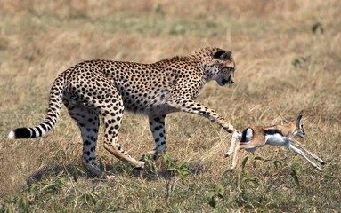 Plakat Cheetah, acinonyx jubatus, Young hunting Thomson's Gazelle, Masai Mara Park in Kenya