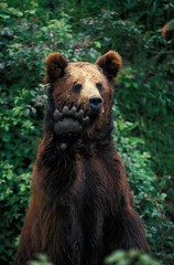 Brown Bear, ursus arctos, adult with Paw up
