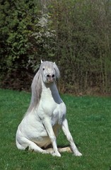 Obraz na płótnie Canvas Camargue Horse sitting