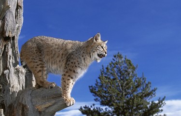 Bobcat, lynx rufus, Adult standing on Dead Tree, Looking around, Canada